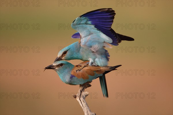 European european roller