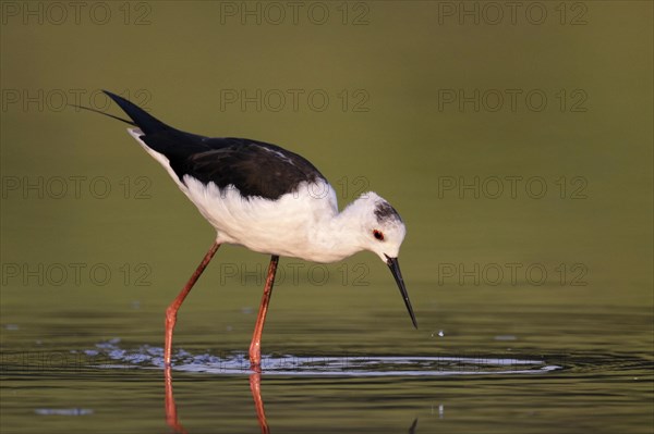 Black-winged Black-winged Stilt