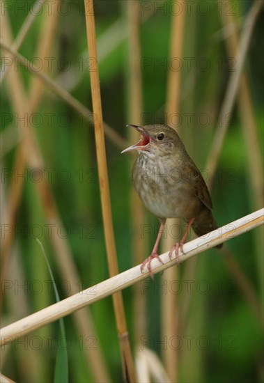 River Warbler