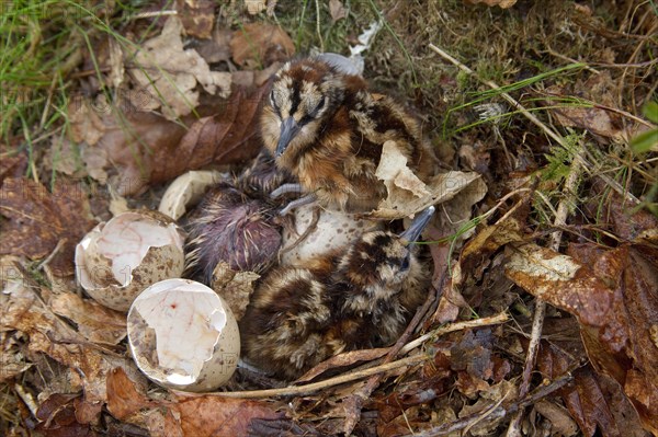 Eurasian woodcock