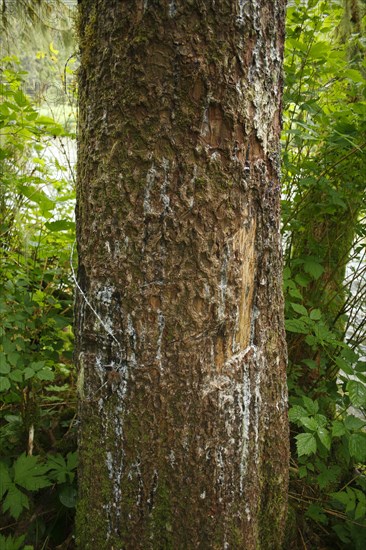 Claw scratch marks of a grizzly bears