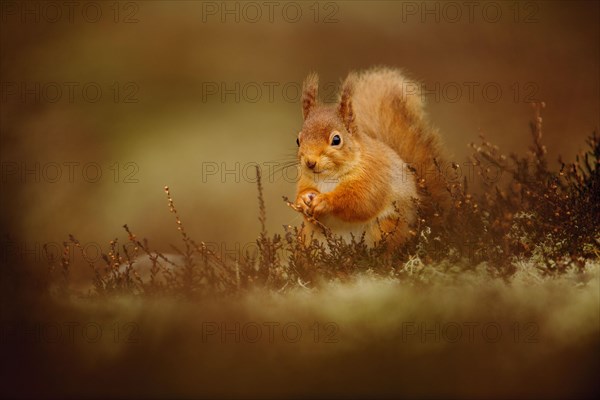 Eurasian red squirrel