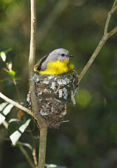 Eastern yellow robin