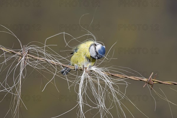 Blue Tit