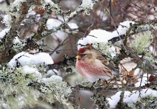 Lesser Redpoll