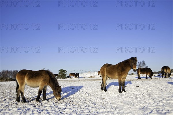 Exmoor pony