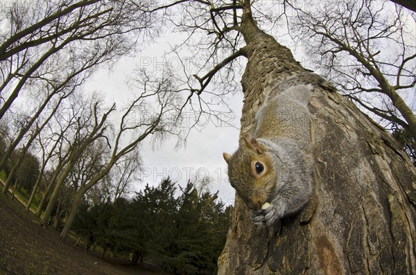 Eastern eastern gray squirrel