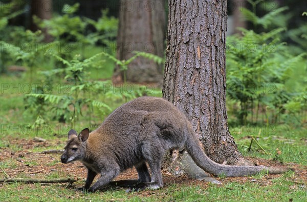 Red-necked Wallaby