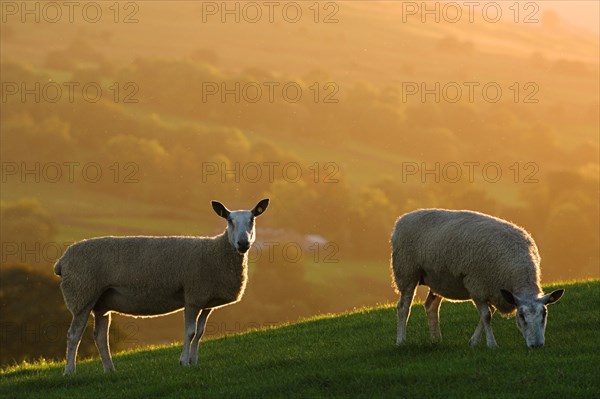 Domestic Sheep