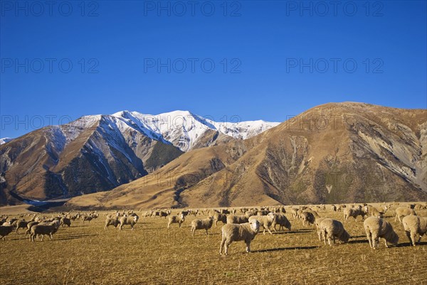 Native sheep