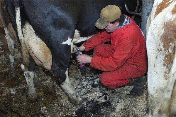 Dairy farmer cuts hair from the fur of dairy cows