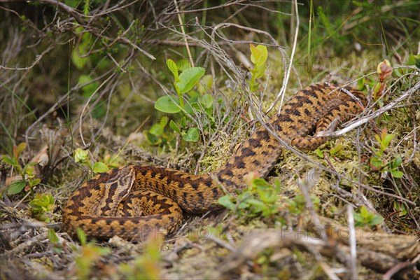 European Adder