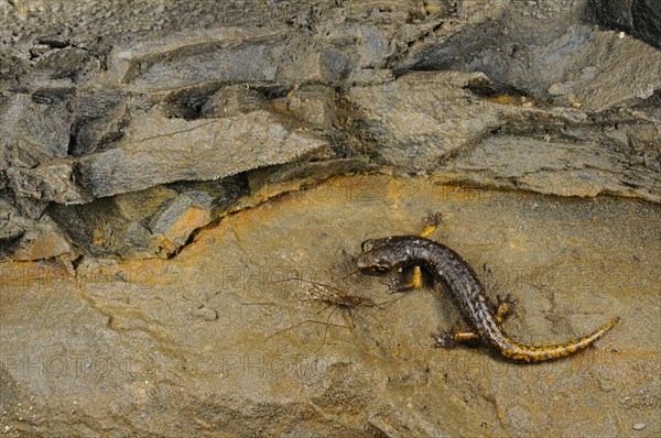 Strinati's Cave Salamander