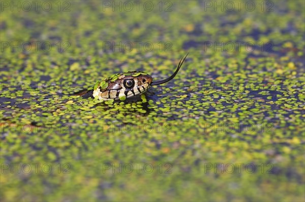 Grass Snake