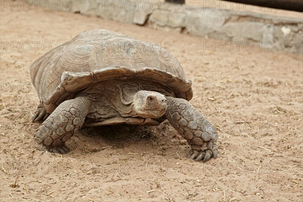 Spurred Tortoise