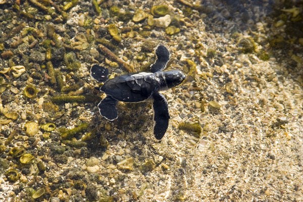 Chelonia mydas agassizi