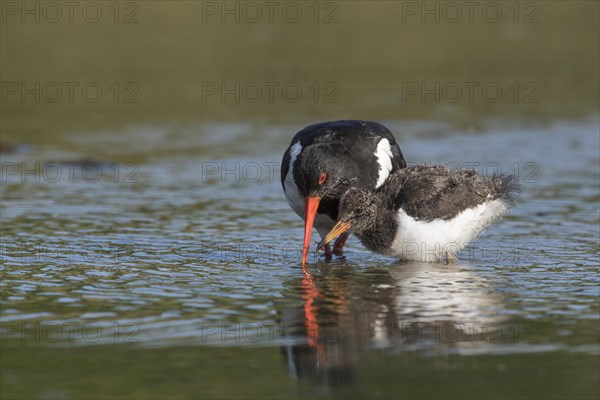 Eurasian eurasian oystercatcher