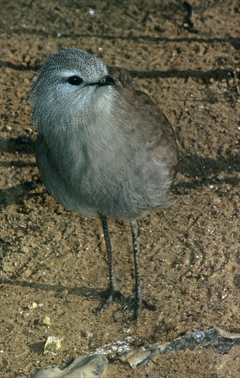 Black-legged seriema