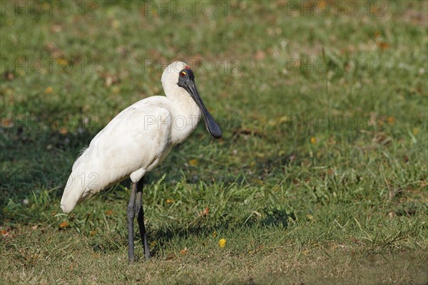 Royal Spoonbill