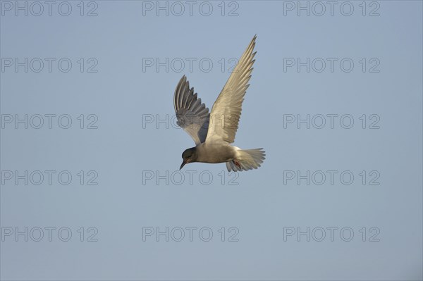 Black Tern