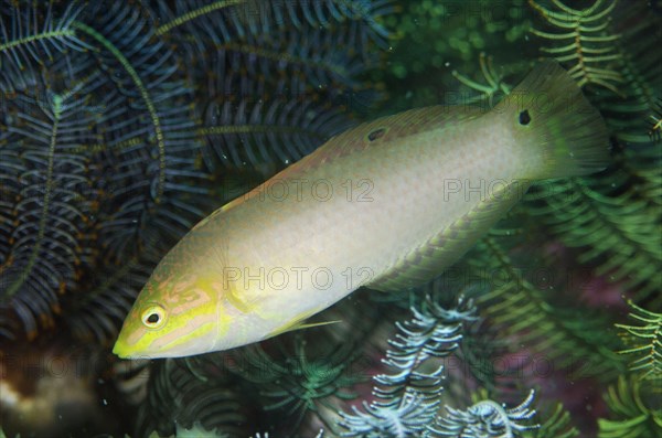 Green wrasse