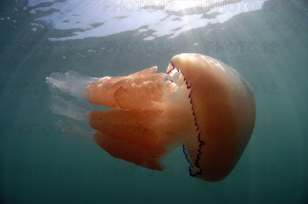 Barrel Jellyfish