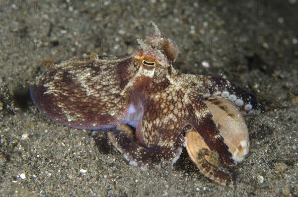 Veined Octopus