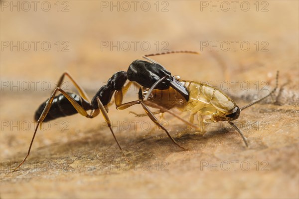 Snapping jaw ant