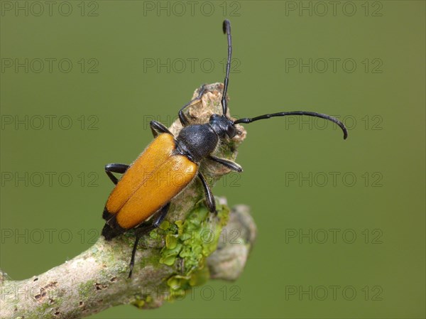 Longhorn beetle