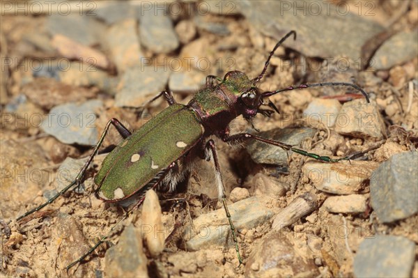 Green tiger beetle