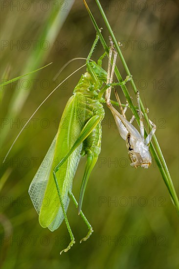 Great Green Bush-cricket