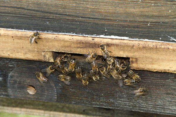 Western Honey Bee