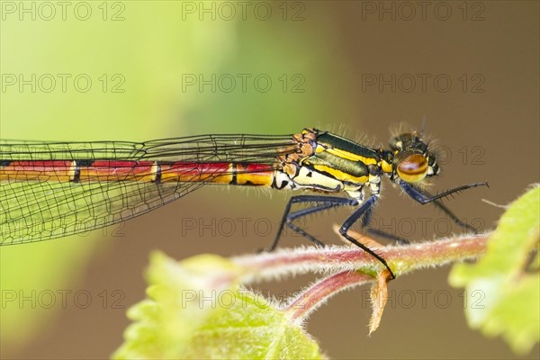 Early damselfly