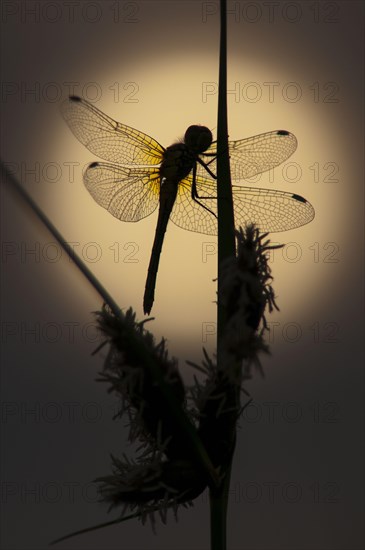 Common Darter