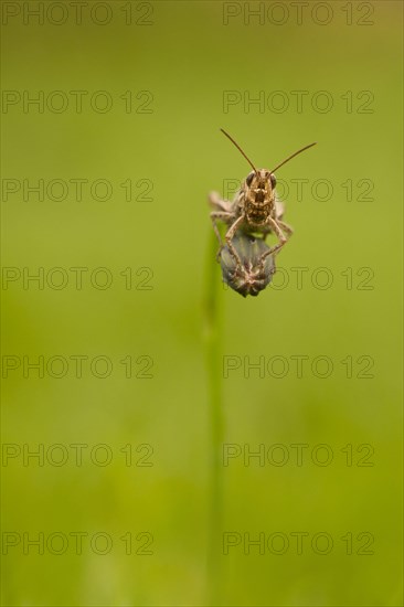 Common Field Grasshopper