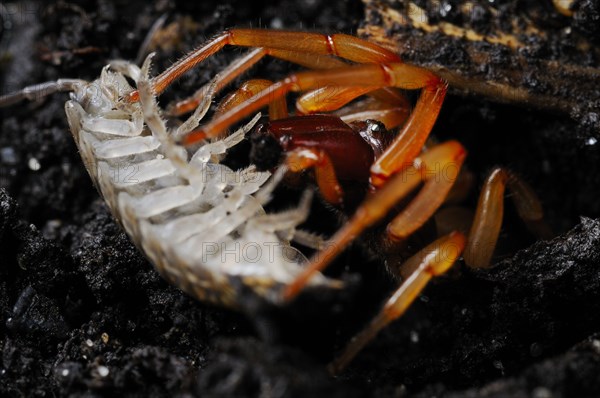 Woodlouse spider