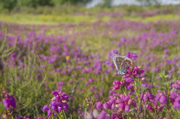 Silver-studded Blue