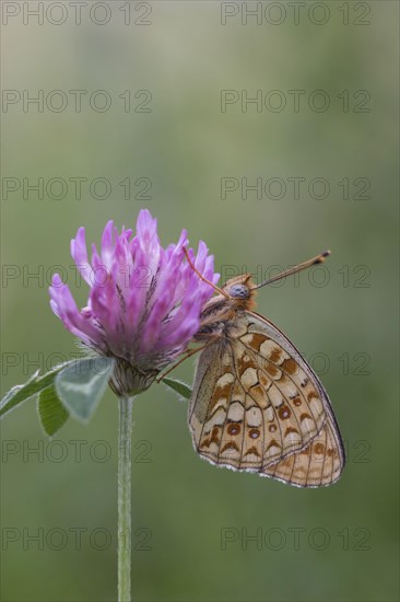 Niobe fritillary