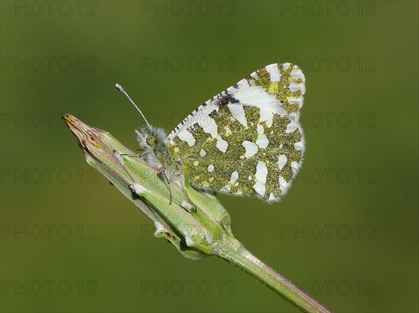 Western dappled pierids