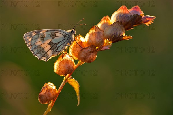 Marbled marbled white