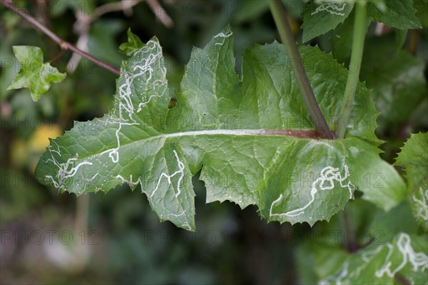 Leaf mines of agromyzid leaf miner larvae in the leaves of smooth sow-thistle