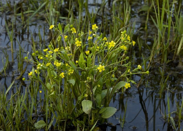 Adder's tongue spearwort