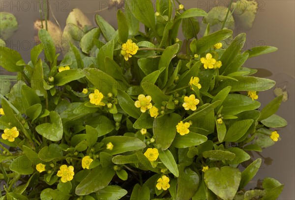 Adder's tongue spearwort