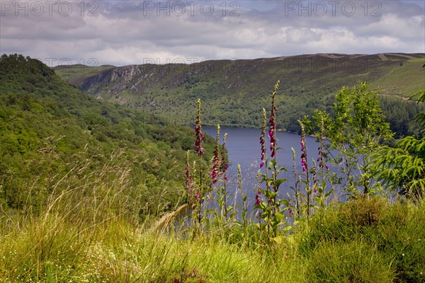 Common Foxglove