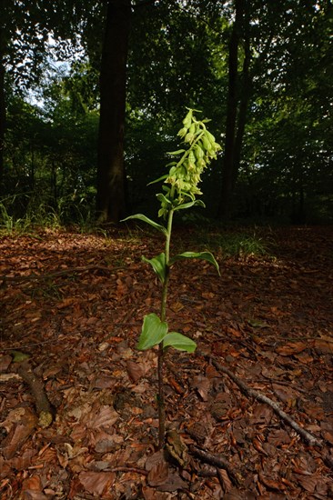 Green-flowered Helleborine