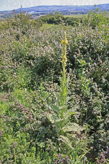 Great Mullein