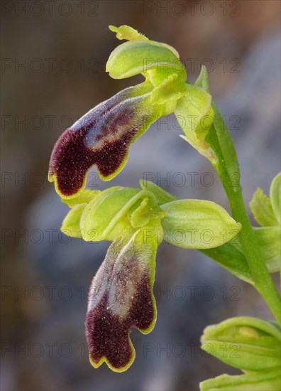 Dusky sombre bee-orchid