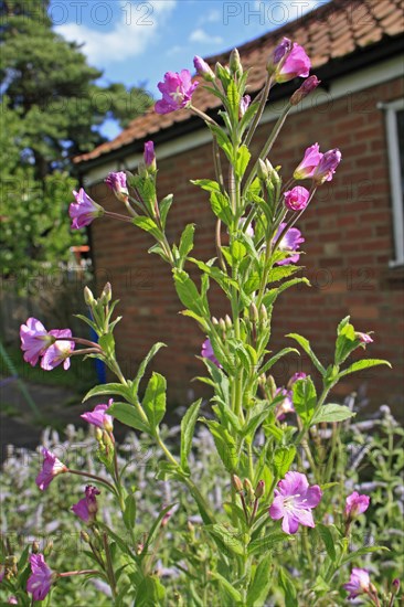 Great willowherb