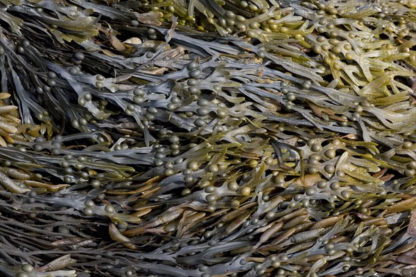 Bladder Wrack