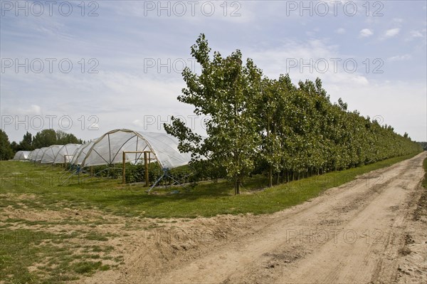 Black poplar